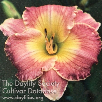 Daylily Days of Wine